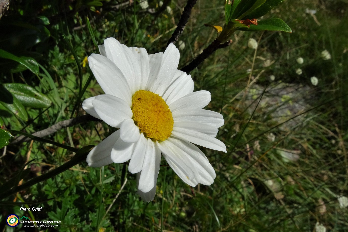 15 Bianca margherita .JPG